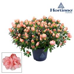 Azalea Hortinno Lime Peach T15 H35