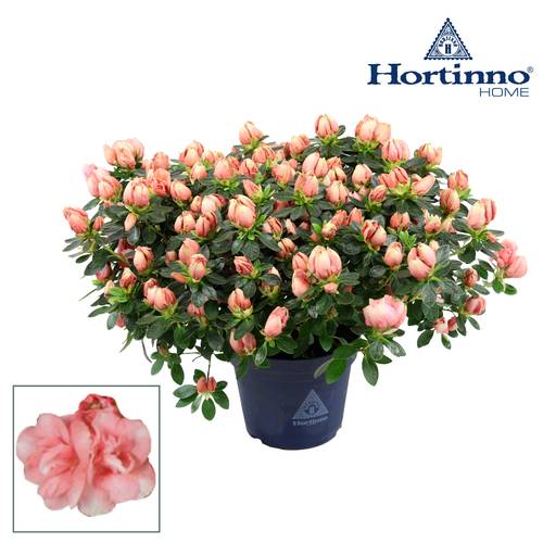 Azalea Hortinno Lime Peach T15 H35