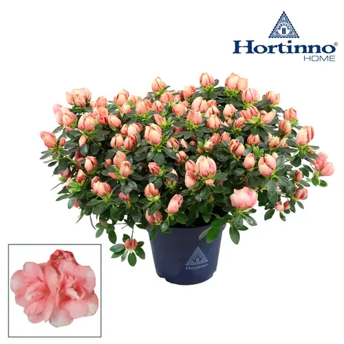 Azalea Hortinno Lime Peach T15 H35