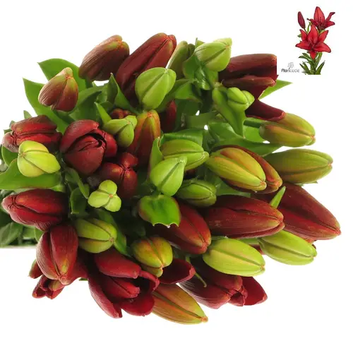 Lilie asiatisch rot Ducati 4+Blüte 80cm