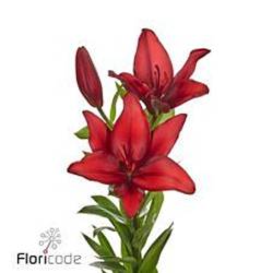 Lilie asiatisch rot Ducati 4+Blüte 80cm