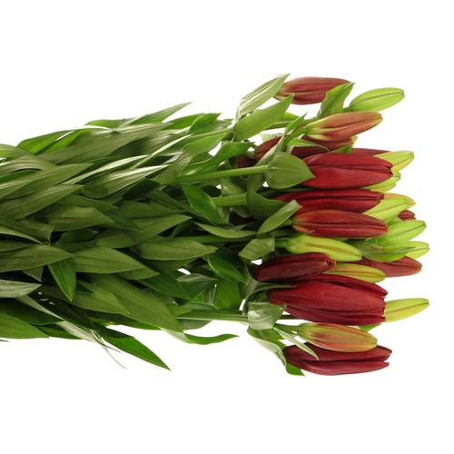 Lilie asiatisch rot Ducati 4+Blüte 80cm