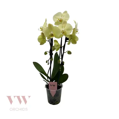 Phal.2-R gelb Cascade T12 H045