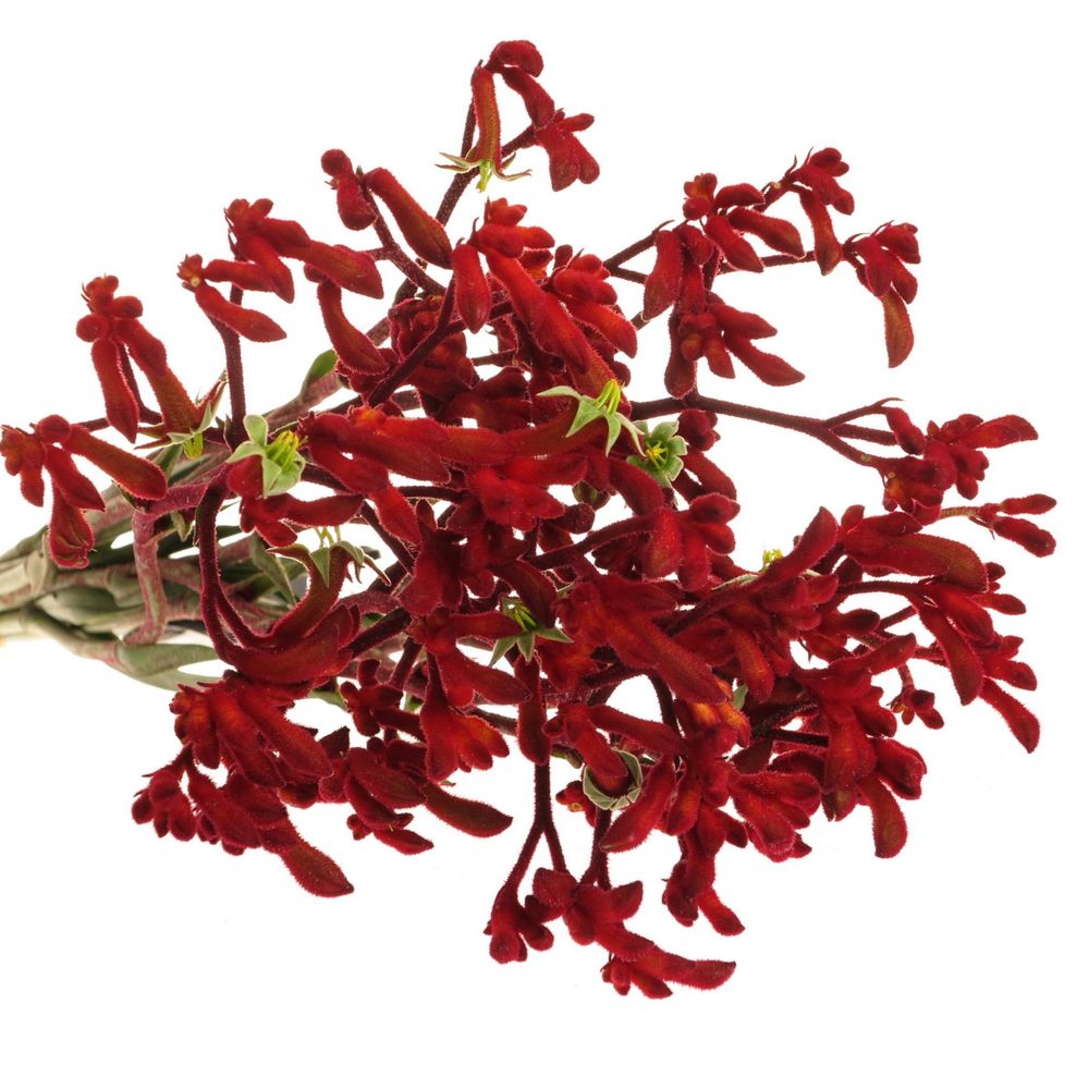 Kangeroo rot Early Spring 70cm