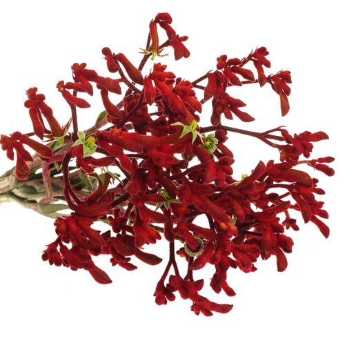Kangeroo rot Early Spring 70cm