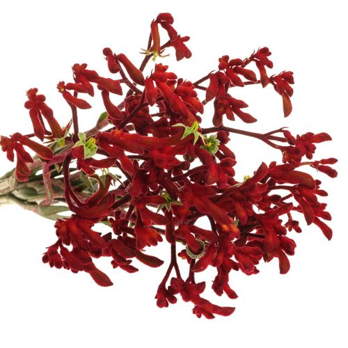 Kangeroo rot Early Spring 70cm