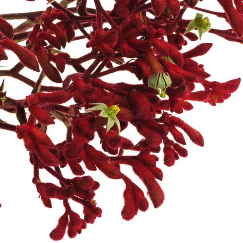 Kangeroo rot Early Spring 70cm