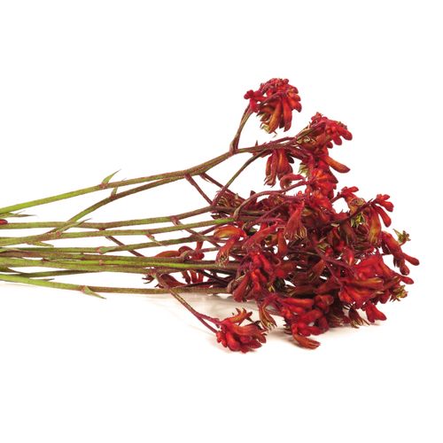 Kangeroo rot Early Spring 70cm