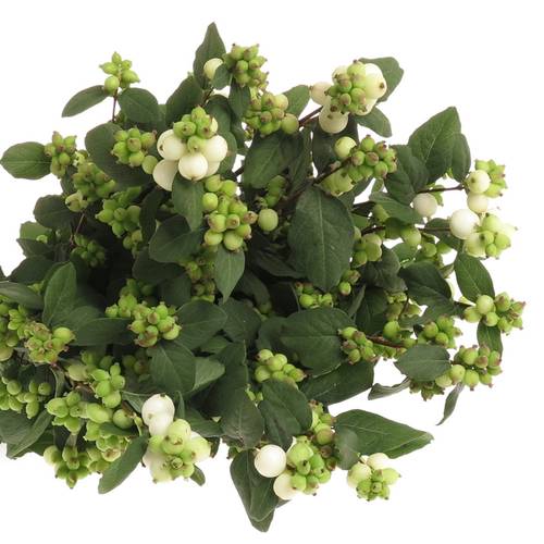 Schneebeere weiss Mag dream 80cm