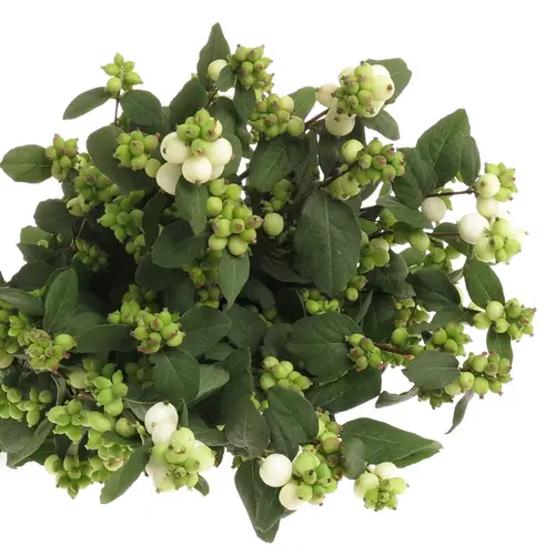Schneebeere weiss Mag dream 80cm