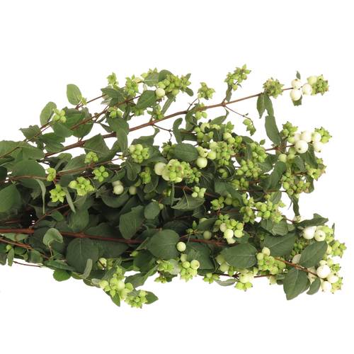 Schneebeere weiss Mag dream 80cm