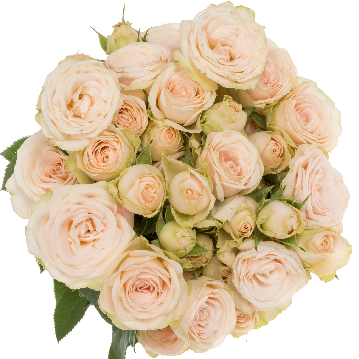 Rose verzweigt apricot Sushi 7+Blüte 70cm