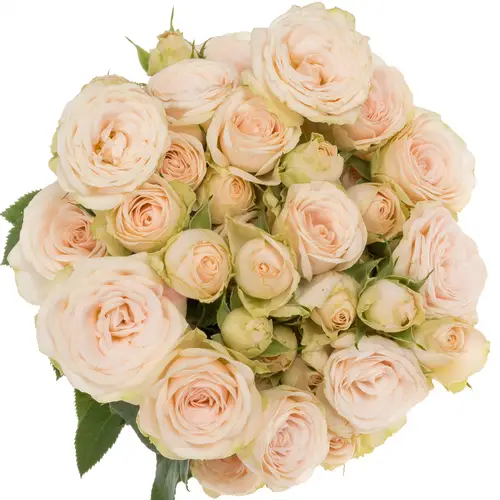 Rose verzweigt apricot Sushi 7+Blüte 70cm