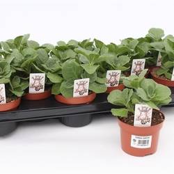 Coleus Verpiss Dich T10,5 H017
