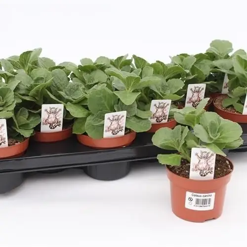 Coleus Verpiss Dich T10,5 H017