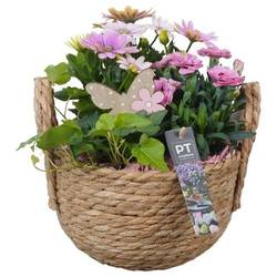 Garten.Arr PTPP2515 T20 H026
