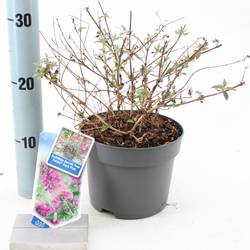 Buddleja Davidii lila Free Petite T17 H025
