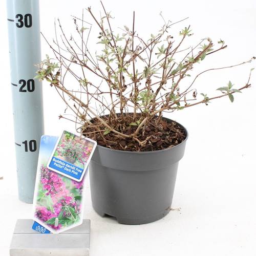 Buddleja Davidii lila Free Petite T17 H025