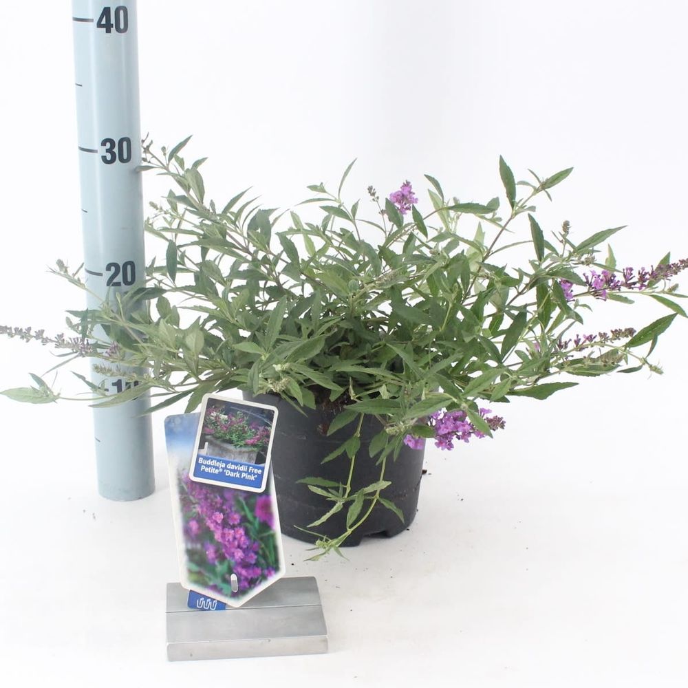 Buddleja Dav. Free Petit lila T17 H025