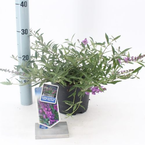 Buddleja Dav. Free Petit lila T17 H025