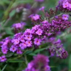 Buddleja Dav. Free Petit lila T17 H025