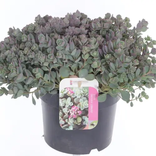 Sedum Cauticola T17 H025
