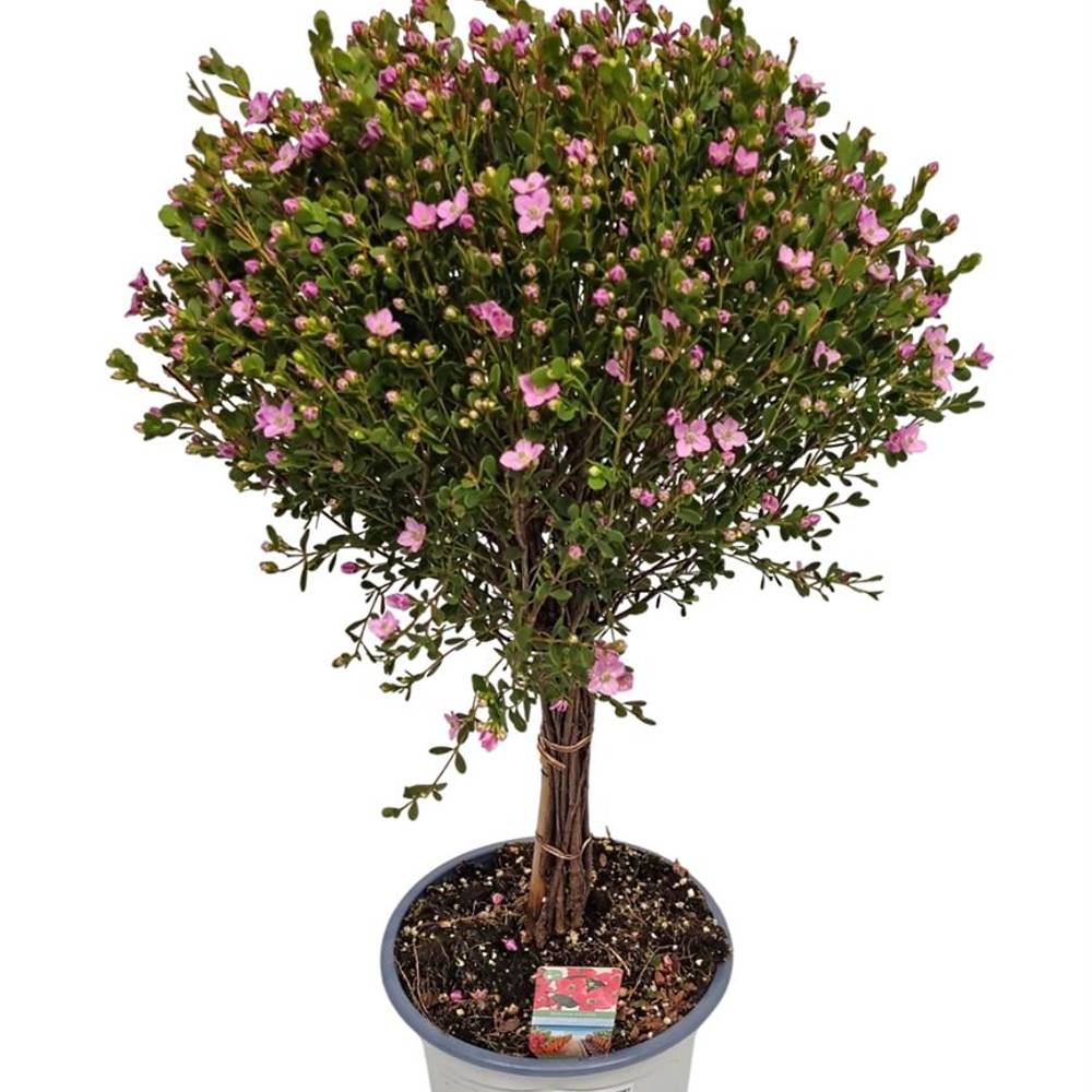 Boronia Crena. rosa auf Stamm T17 H060