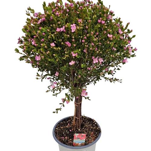 Boronia Crena. rosa auf Stamm T17 H060