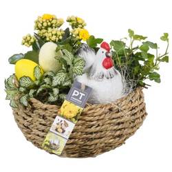 Ostern Arr PTPB3777 T22 H023