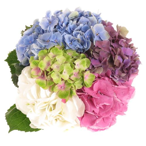 Hortensie mix in Bunt Bol 13cm 40cm