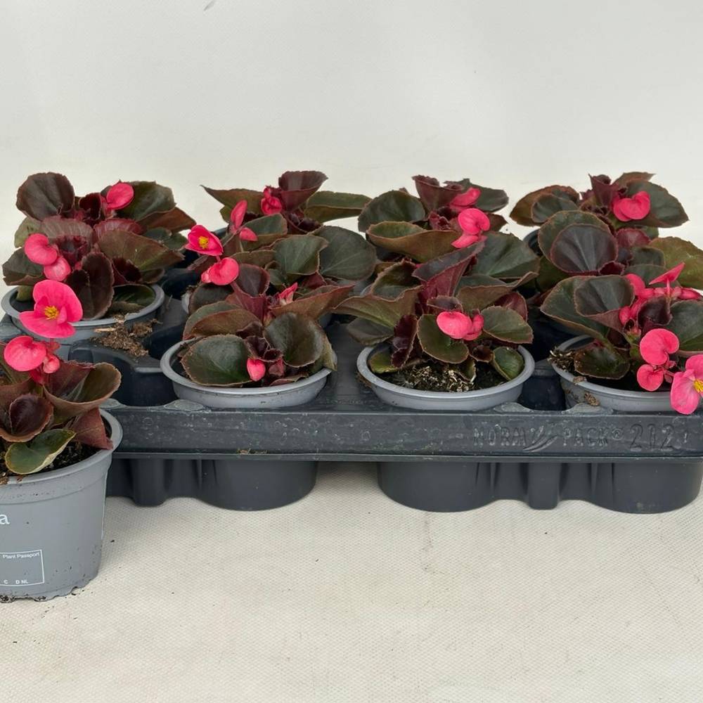 Begonie Semp. rosa T09 H020