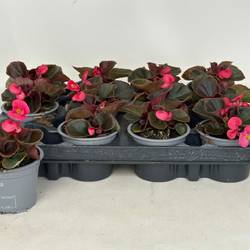 Begonie Semp. rosa T09 H020