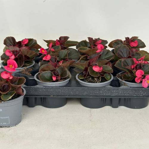 Begonie Semp. rosa T09 H020