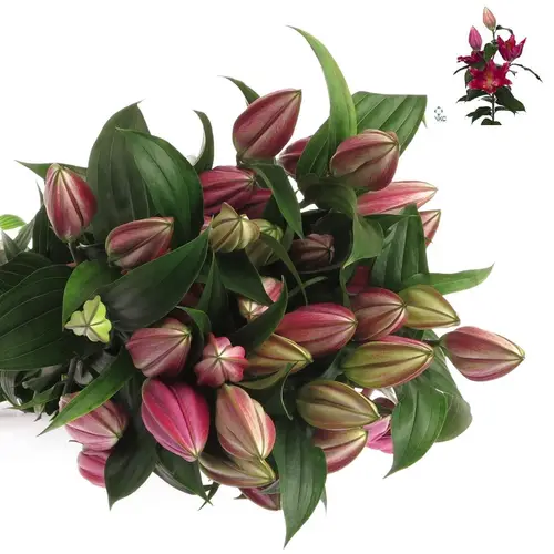Lilie orientalisch pink Pico 3+Blüte 80cm