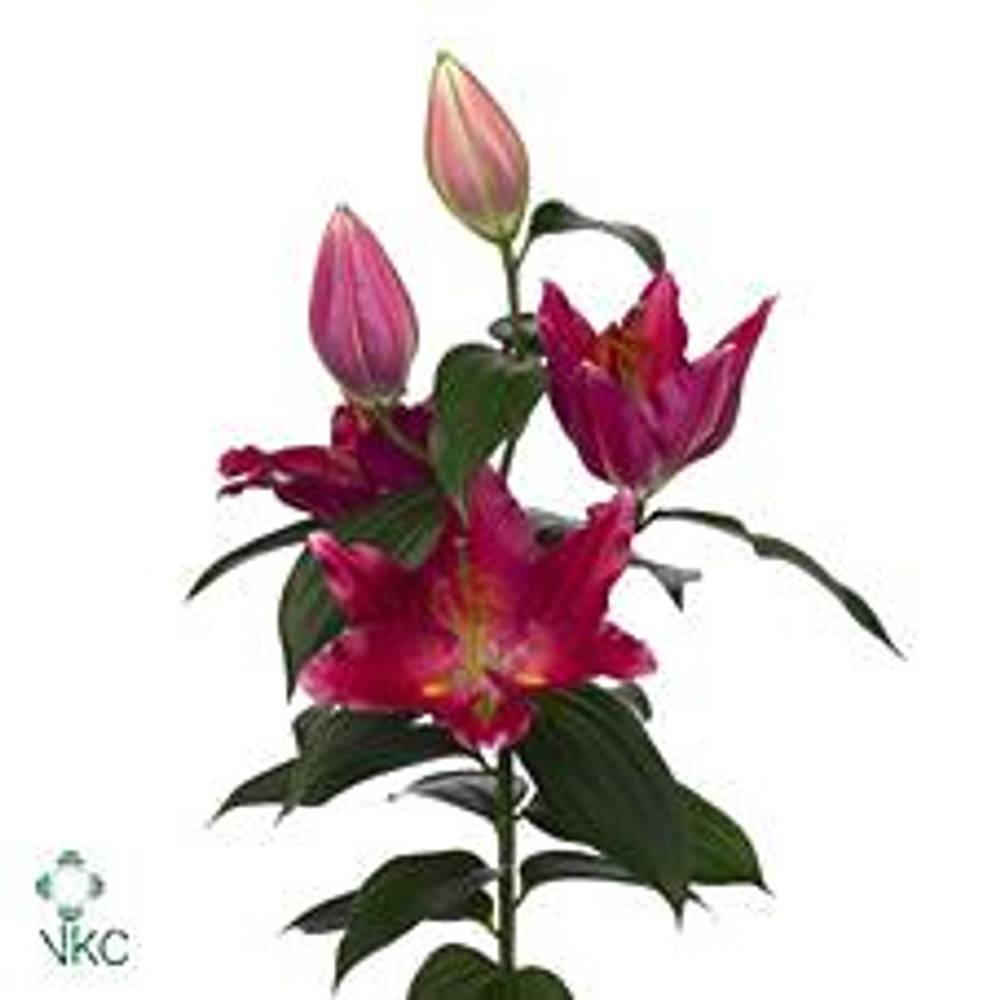Lilie orientalisch pink Pico 3+Blüte 80cm
