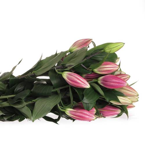 Lilie orientalisch pink Pico 3+Blüte 80cm