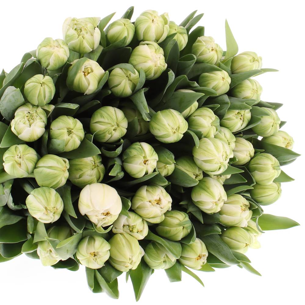 Tulpe Freiland weiss Mountain 28 Gramm