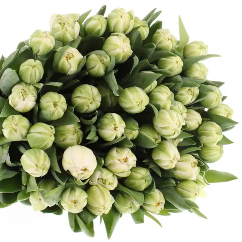 Tulpe Freiland weiss Mountain 28 Gramm