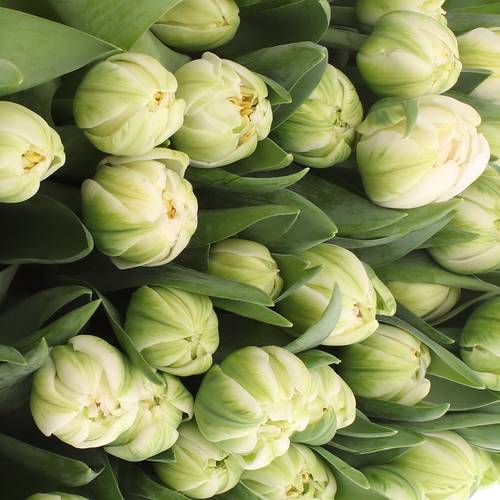 Tulpe Freiland weiss Mountain 28 Gramm
