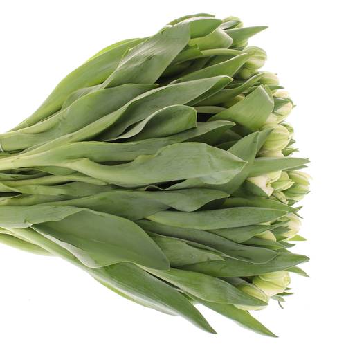 Tulpe Freiland weiss Mountain 28 Gramm