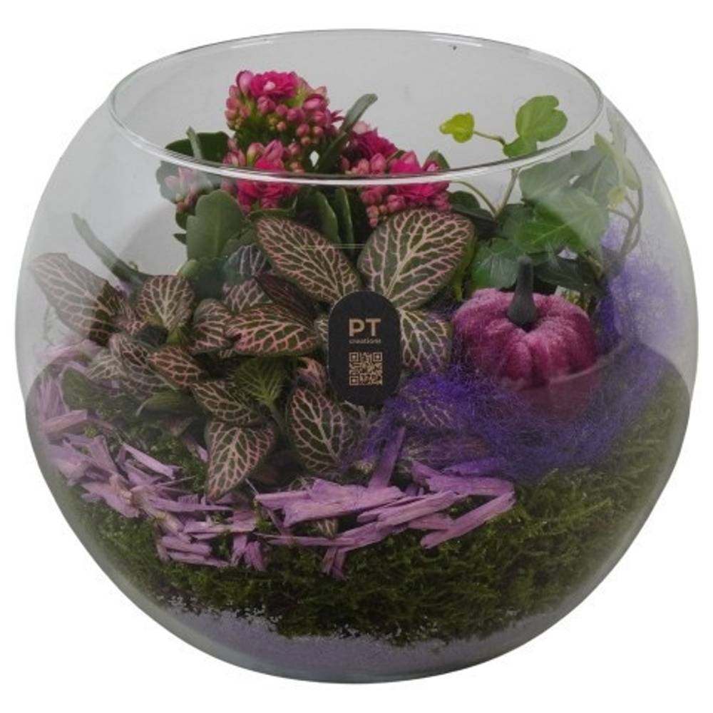 Kal.Arr PTHG8217 Herbst T19 H018