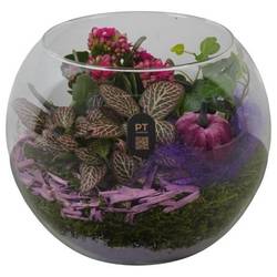 Kal.Arr PTHG8217 Herbst T19 H018