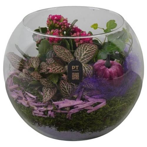 Kal.Arr PTHG8217 Herbst T19 H018
