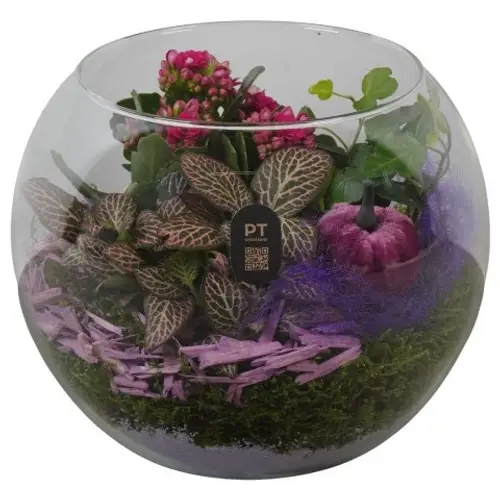 Kal.Arr PTHG8217 Herbst T19 H018