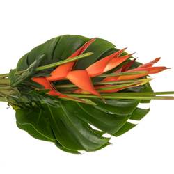 Heliconia Strauß Tanja 65cm