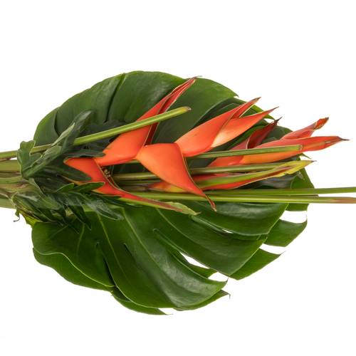 Heliconia Strauß Tanja 65cm