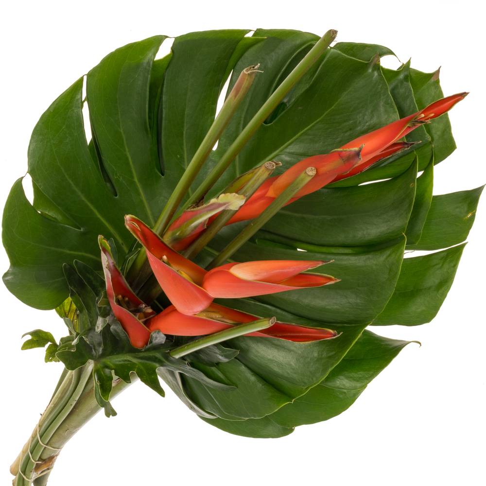 Heliconia Strauß Tanja 65cm