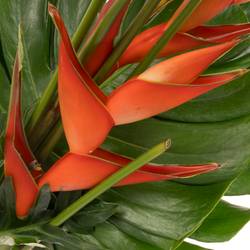 Heliconia Strauß Tanja 65cm