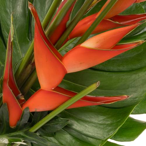 Heliconia Strauß Tanja 65cm