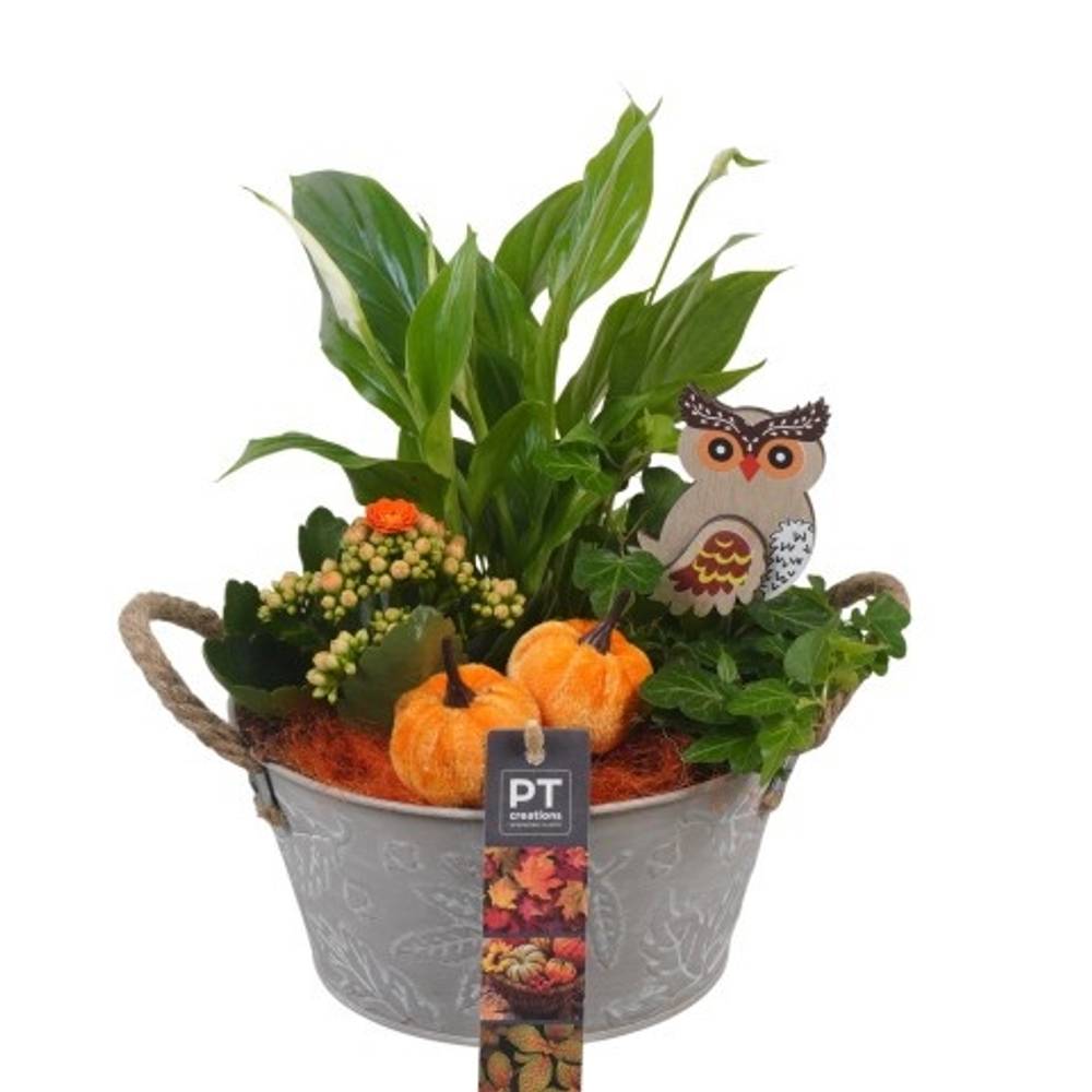 Spath.Arr PTHI5337 Herbst T18 H026